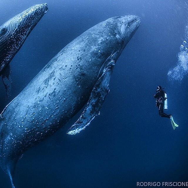 Diving with humpbacks | Photography by ©Rodrigo Friscione.jpg